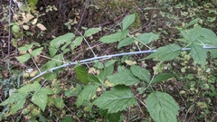 Rubus leucodermis