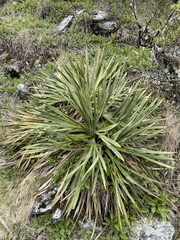 Aciphylla