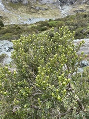 Olearia nummulariifolia