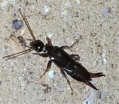 Forficulidae