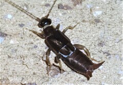 Forficulidae