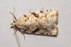 Leucotenes coprosmae