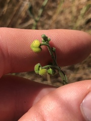 Cynoglossum australe