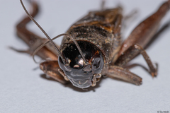 Orthoptera