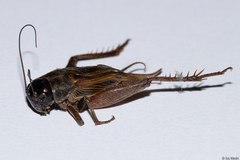 Orthoptera