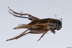 Orthoptera