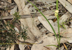 Thelymitra antennifera