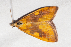 Mnesictena flavidalis