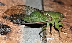Chlorocysta vitripennis