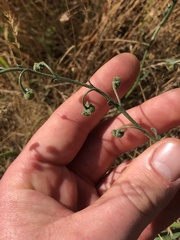 Cynoglossum australe