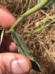 Cynoglossum australe
