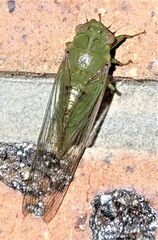 Chlorocysta vitripennis