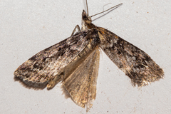 Eudonia luminatrix