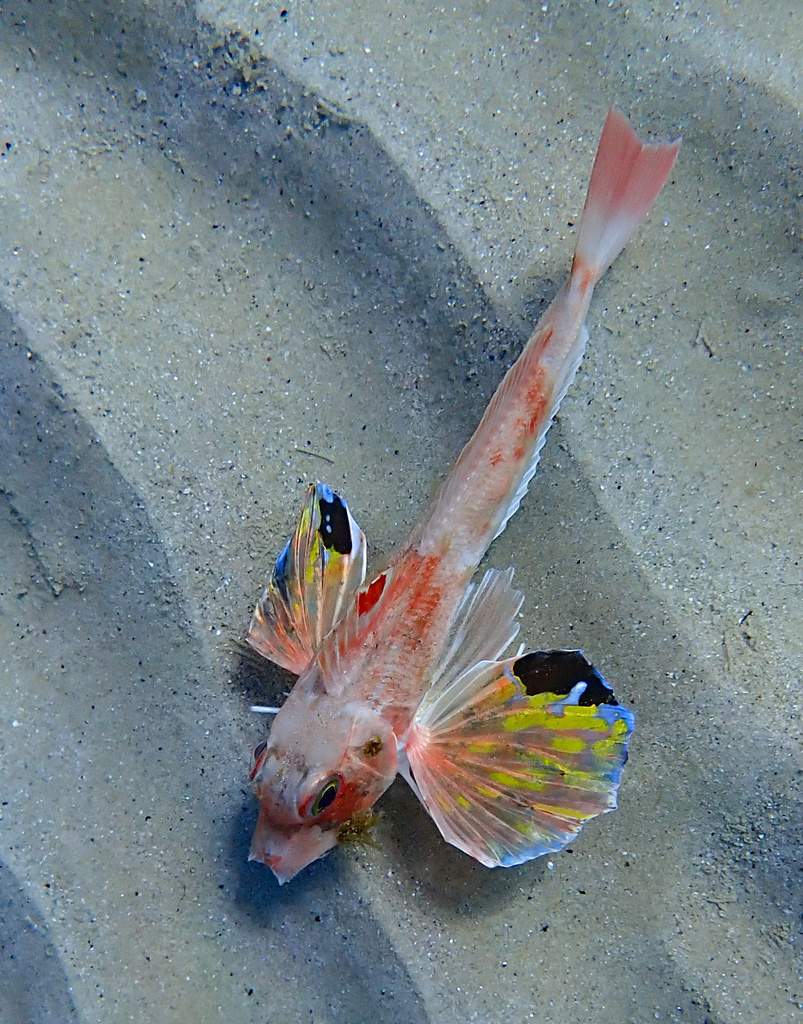 Bight Gurnard