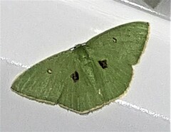 Comostola leucomerata