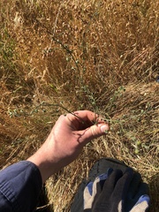 Cynoglossum australe