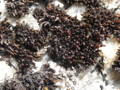 Andreaea