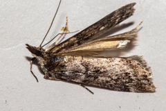 Eudonia luminatrix