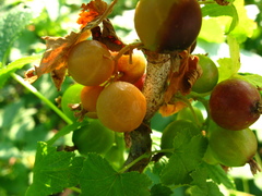 Ribes × nidigrolaria