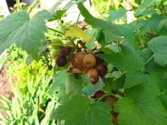 Ribes × nidigrolaria