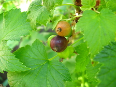 Ribes × nidigrolaria