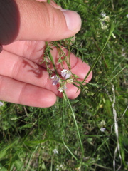 Astragalus austriacus