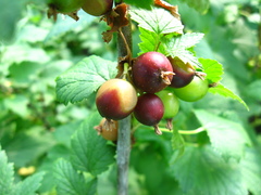 Ribes × nidigrolaria
