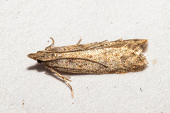 Thamnosara sublitella