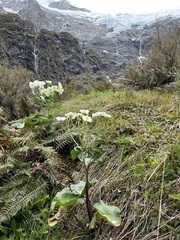 Ranunculus lyallii