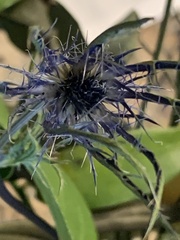 Eryngium hookeri