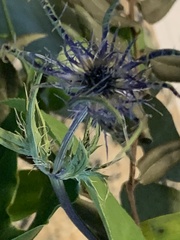 Eryngium hookeri