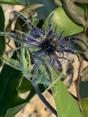 Eryngium hookeri