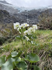 Ranunculus lyallii