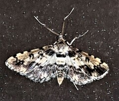 Nacoleia amphicedalis