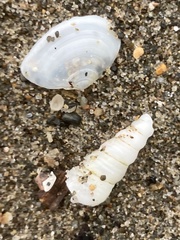 Turritellinella tricarinata