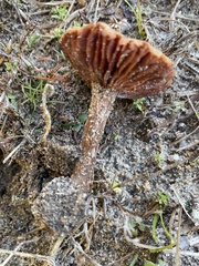 Laccaria trullisata
