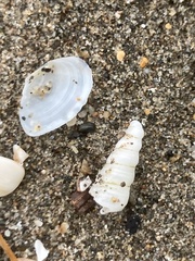 Turritellinella tricarinata