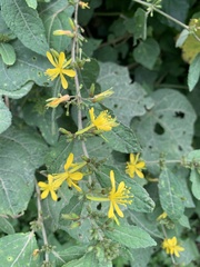 Triumfetta semitriloba