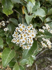 Olearia arborescens