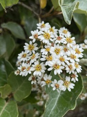 Olearia arborescens