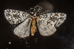 Pseudocoremia monacha