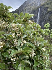 Olearia arborescens