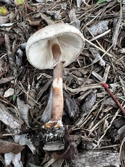 Leucoagaricus