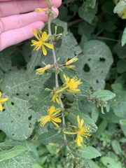 Triumfetta semitriloba