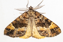 Pseudocoremia productata