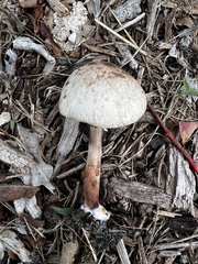 Leucoagaricus