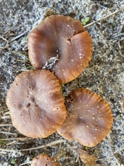 Laccaria trullisata
