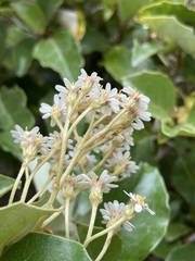 Olearia arborescens