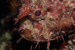 Scorpaena scrofa