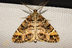 Pseudocoremia productata